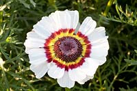 Portrait of Chrysanthemum carinatum Lovely Eyes 