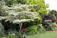 Colorful foliage trees in the garden 