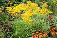 Bed with goldenrod, Solidago Goldenmosa 