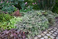 Perennial combination, Athyrium niponicum, Sedum Herbstfreude, Heuchera Stormy Seas 