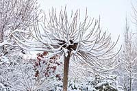 Trumpet tree in winter, Catalpa bignonioides Nana 