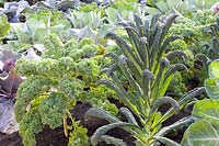 Bed with kale and palm cabbage, Brassica oleracea, Brassica oleracea Black Tuscany 