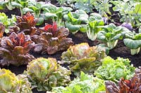 Bed with lettuce, pak choi and kohlrabi, Lactuca sativa Red Iceberg, Lactuca sativa Nymans, Brassica rapa chinensis Giant Green, Brassica Kolibri 