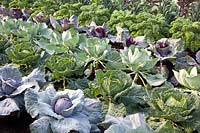 Bed with cabbage, kale, savoy cabbage and red pointed cabbage, Brassica oleracea Drumhead, Brassica oleracea Brigadier, Brassica oleracea Serpentine, Brassica oleracea Kalibos 