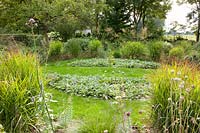 Grasses in the garden 