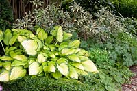 Rhododendron and Funkia, Hosta Gold Standard 