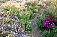 Asters and grasses,Molinia,Miscanthus Werner Neufließ,Miscanthus Beth Chatto,Aster Rosa Sieger,Aster vivimeus Lovely,Aster novi-belgii Neron 