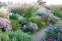 Asters and grasses,Molinia,Miscanthus Werner Neufließ,Miscanthus Beth Chatto,Aster Rosa Sieger,Aster vivimeus Lovely 