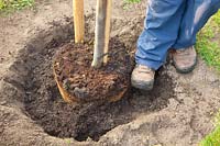 Step by Step, planting a fruit tree, filling up with potting soil and planting with the heel, Cydonia oblonga Vranja 