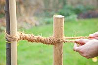 Step by step, plant a fruit tree, tie the tree to the tree post with coconut rope 