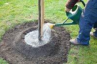 Step by Step, planting a fruit tree, watering a freshly planted tree, Cydonia oblonga 