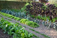 Vegetable garden with endive, leek, kale and lamb's lettuce, Cichorium endivia, Allium porrum Elefant, Brassica oleracea Redbor, Vallerianella locusta Vit 