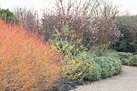 Spindle bush and winter viburnum, Euonymus japonicus, Viburnum bodnantense, Cornus sanguinea Winter Beauty, Hamamelis 