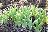 Daylily bud break, Hemerocallis White Temptation 