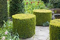 Topiary in the garden 