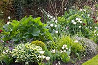 Bed with tulips and perennials, Tulipa White Triumphator, Buxus sempervirens, Pulmonaria, Crambe cordifolia, Hakonechloa macra 