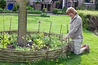 Woman weaving flowerbed border from willow, Salix 