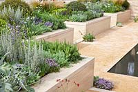 Herb garden in raised beds, Salvia, Rosmarinus, Thymus, Teucrium, Artemisia 