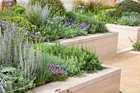 Herb garden in raised beds, Salvia, Rosmarinus, Thymus, Teucrium, Artemisia 