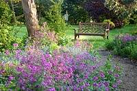 Seating area with silver thale and forget-me-not, Lunaria annua, Myosotis 