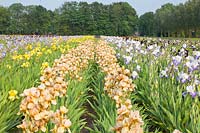 Iris field,Iris barbata 