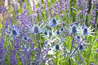 Portrait of lavender and thistle, Lavandula angustifolia Silver Blue, Eryngium zabelii Jos Eijking 
