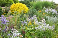 Golden-leaved elderberry and perennials, Sambucus nigra Aureus, Campanula lactiflora 