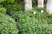 Bed with ground cover, Pulmonaria Sissinghurst White, Tulipa White Triumphator 