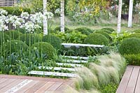 Modern garden with boxwood, Buxus sempervirens, Agapanthus umbellatus Albus, Stipa tenuissima 