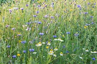 Flower meadow by Rieger-Hofmann, Anthemis arvensis, Centaurea 