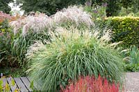 Chinese silver grass, Miscanthus sinensis Yakushima Dwarf, Miscanthus sinensis Thundercloud, Imperata cylindrica Red Baron 