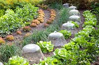 Bed with lettuce, celery, chives, marigold, Lactuca sativa, Apium, Allium schoenoprasum, Tagetes tenuifolia 