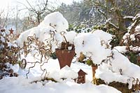 Garden in winter, Corylus avellana Contorta 
