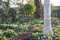 Woodland garden, Galanthus Lavinia, Crocus tommasinianus, Asarum europaeum, Betula utilis, Ilex 
