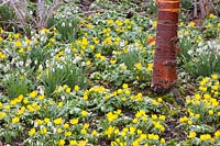 Bed with winter aconites, Eranthis hyemalis, Prunus serrula 