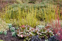 Bed in winter, Viburnum bodnantense Dawn; Cornus alba Sibirica; Cornus stolonifera Flaviramea; Euonymus fortunei Silver Queen, Bergenia, Galanthus 