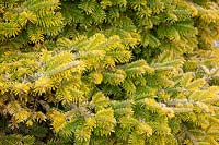 Golden-leaved fir, Abies nordmannia Golden Spreader 