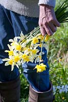 Owner, garden owner, Josephine Dekker holding bouquet with historic daffodils 