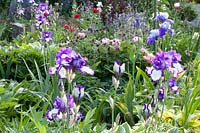 Irises in the bed, Iris barbata Loop de Loop 