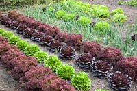 Vegetable garden, Allium cepa, Lactuca sativa, Lactuca sativa Lollo Rosso, Lactuca sativa Lollo Bionda 