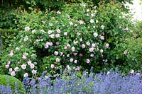 Catnip and Rose, Nepeta Walkers Low, Rosa Constance Spry 