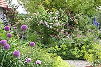 Rose arch, Rosa Constance Spry, Alchemilla mollis, Allium Ambassador, Geranium psilostemon 