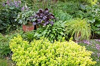 Pot garden and herbs, Heuchera, Thymus, Origanum vulgare Aureum 
