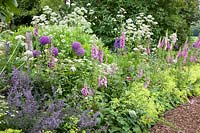 Flower meadow with ornamental onion, foxglove, valerian, lady's mantle, catnip, feverfew, Allium ambassador, digitalis, Valeriana officinalis, Alchemilla mollis, Nepeta, Tanacetum parthenium 