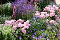 Bed with Rosa Bonica, Salvia nemorosa Snow Hill, Salvia nemorosa Blue Hill, Geranium Rozanne 