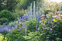 Bed with delphiniums, roses and lupins, delphinium, Rosa Geoff Hamilton, Lupinus The Governor 
