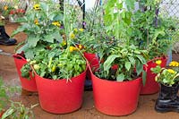 Vegetables and herbs in containers, Capsicum annuum, Ocimum basilicum, Solanum melongena, Pisum sativum Shiraz 
