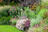 Bed with Sedum Purple Emperor, Saponaria lempergii Max Frei, Monarda Violet Queen, Sedum Abbeydore, Calamintha nepeta, Eupatorium, Veronicastrum 