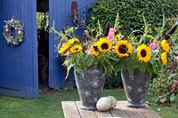 Bouquet, Helianthus annuus,Gladiolus, Foeniculum vulgare,Pennisetum glaucum Purple Majesty 