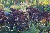 Red-leaved kale, Brassica oleracea Redbor 